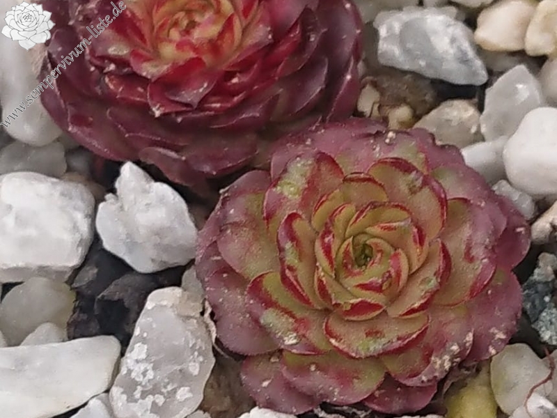 Bibigon | Sempervivum-Liste